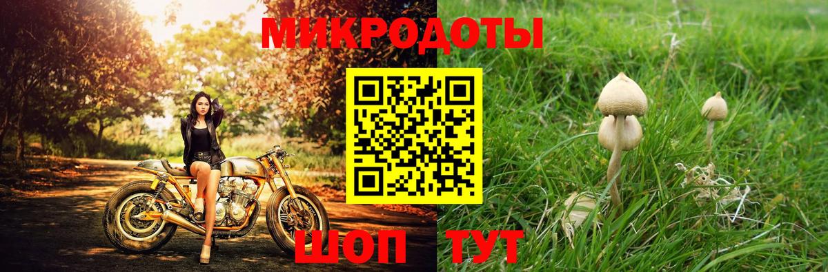 Псилоцибиновые грибы Psilocybe Людиново